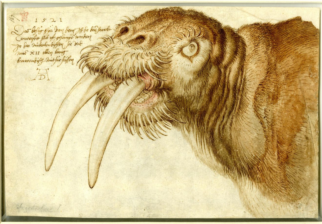 Walross_Dürer_British_Museum