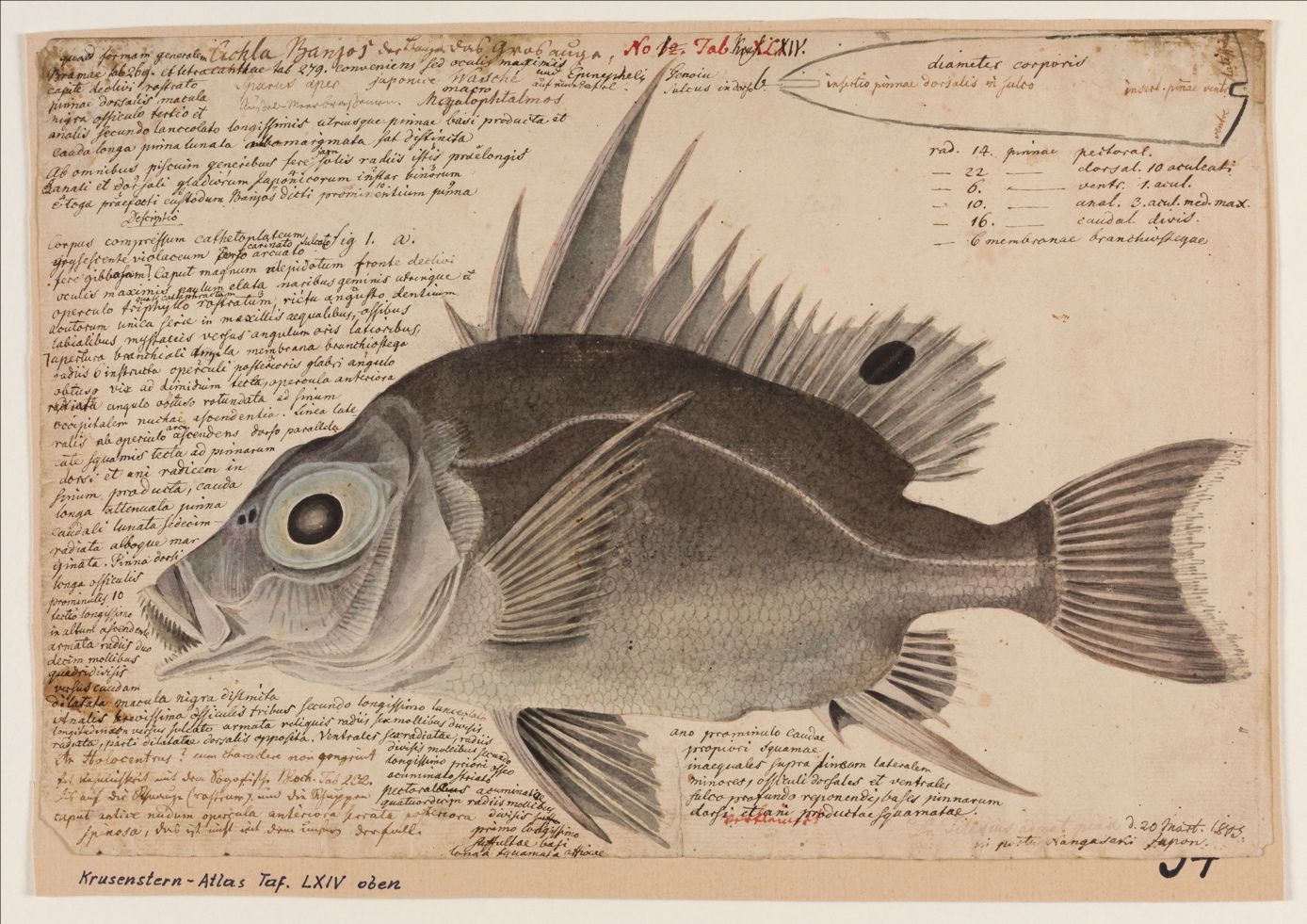 Wilhelm Gottlieb Tilesius von Tilenau, Großauge, 20. März 
1805. Das Blatt ist die erste naturwissenschaftliche 
Beschreibung der Tierart, die in den Gewässern vor Japan 
entdeckt wurde. © Marion Wenzel 