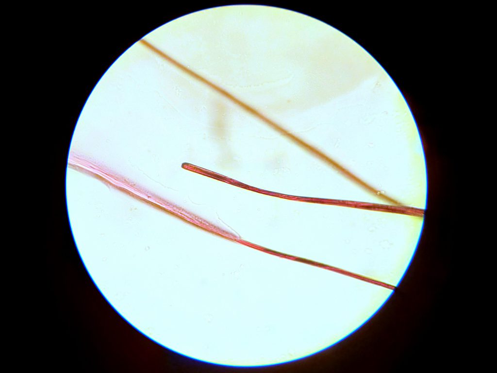 Celluloseacetat-Fasern in Essigsäure, Durchlichtmikroskop, 200-fach vergrößert. (Foto: Kerstin Heitmann 2021)