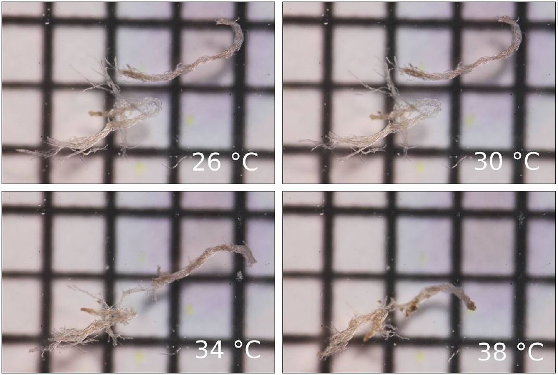 Messung der Schrumpfungstemperatur an Fasern aus der hautbespannten Sitzfläche eines äthiopischen Pferdesattels des beginnenden 20. Jhs (Maßeinheit: Millimeter). Bestimmt wird die Temperatur, bei der zwei oder mehrere Fasern gleichzeitig und anhaltend schrumpfen. Die hier gemessenen Werte verweisen auf den fortgeschrittenen Abbaugrad des Materials.
© Reiss-Engelhorn-Museen Mannheim, Fotos: Mareike Mehlis.