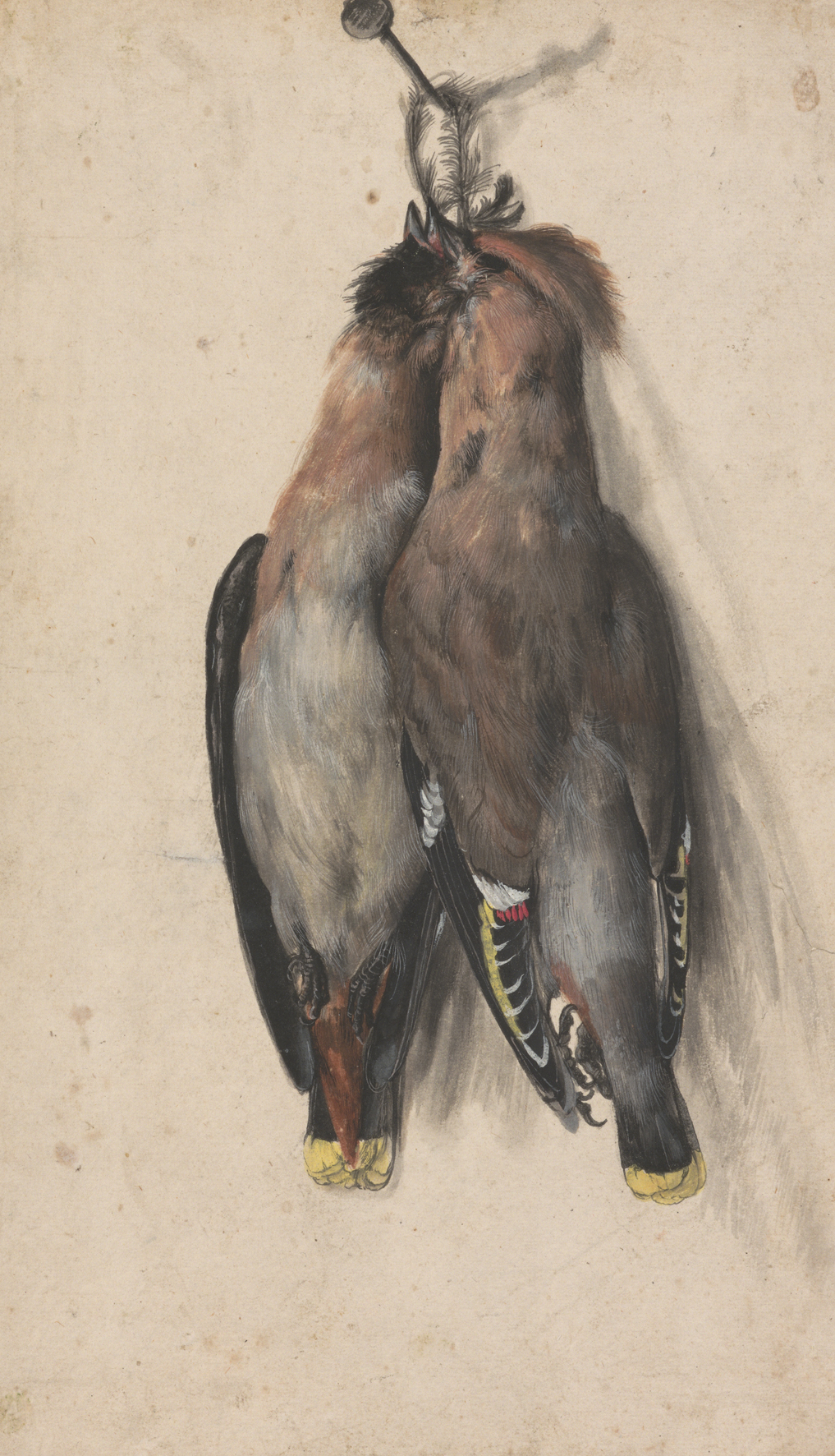 Die Zeichnung "Zwei tote Seidenschwänze" von Lucas Cranach dem Älteren. (Bild: Cranach Digital Archive) 