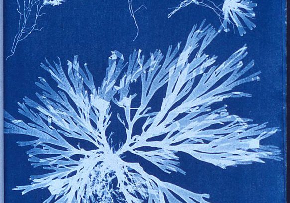 Cyantotypie aus Anna Atkins, British Algae: Cyanotypie Impressions (1843)