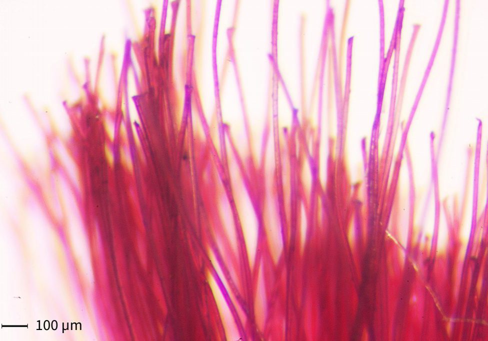 Workshop "Identifizierung synthetischer Fasern" (Foto: Jonathan Debik)